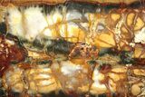 Brilliant Red, Yellow, and Maroon Jasper/Agate Slab #279901-1
